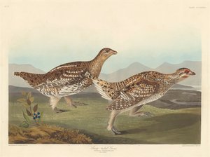 Sharp-tailed Grouse by John James Audubon